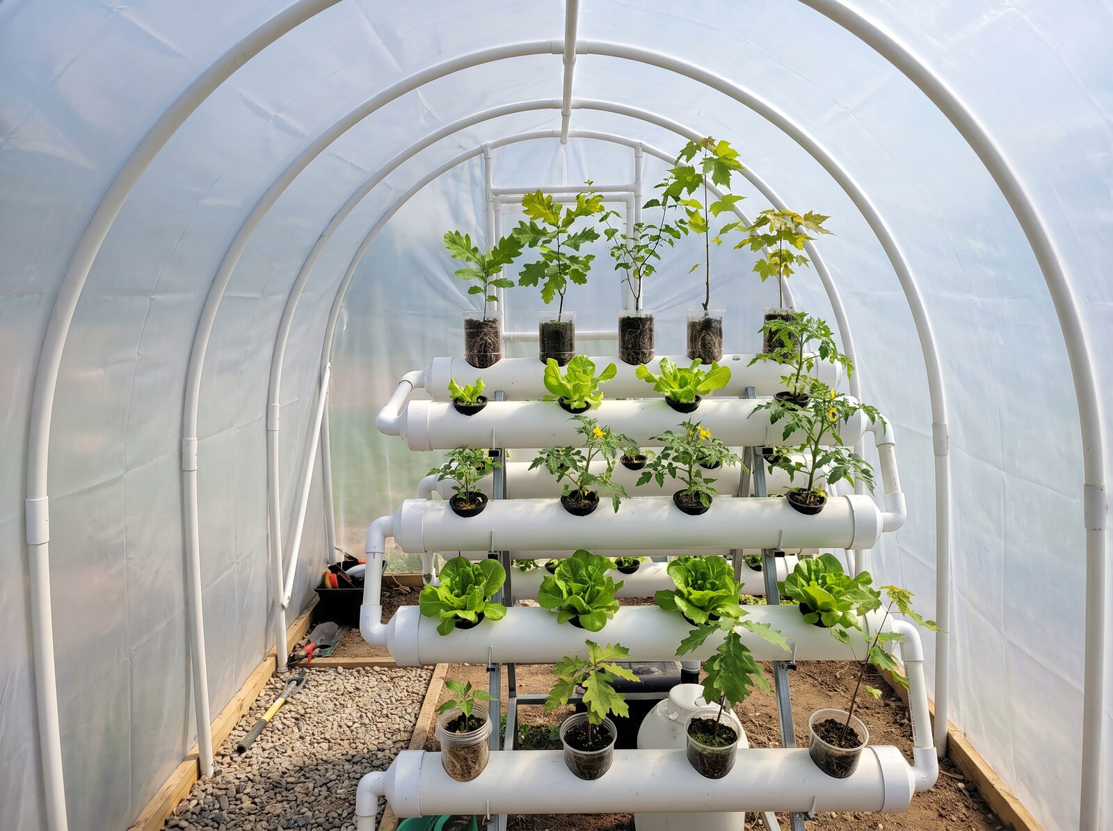 Interior of hoop greenhouse showing vertical hydroponic tower growing lettuce, fruiting plants, and tree saplings from seed to root ball